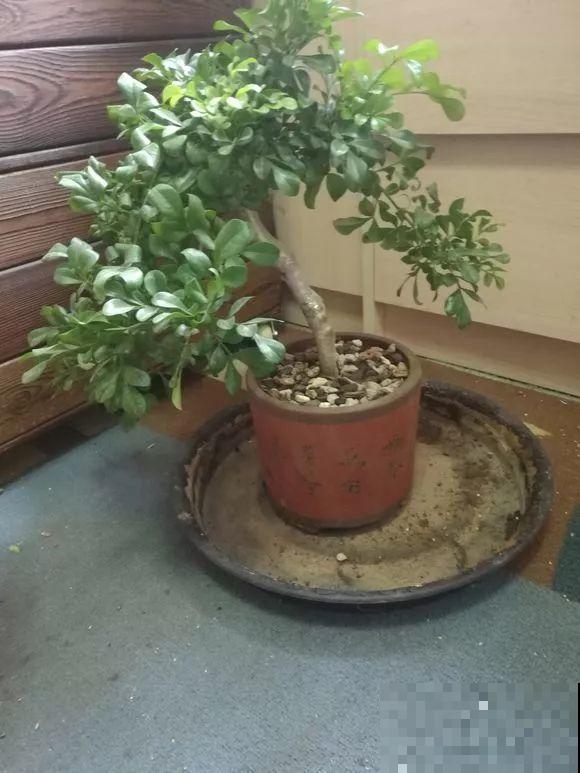 米兰浇水加点料，呼呼开爆盆，满树金黄，隔着老远都能闻见香味！