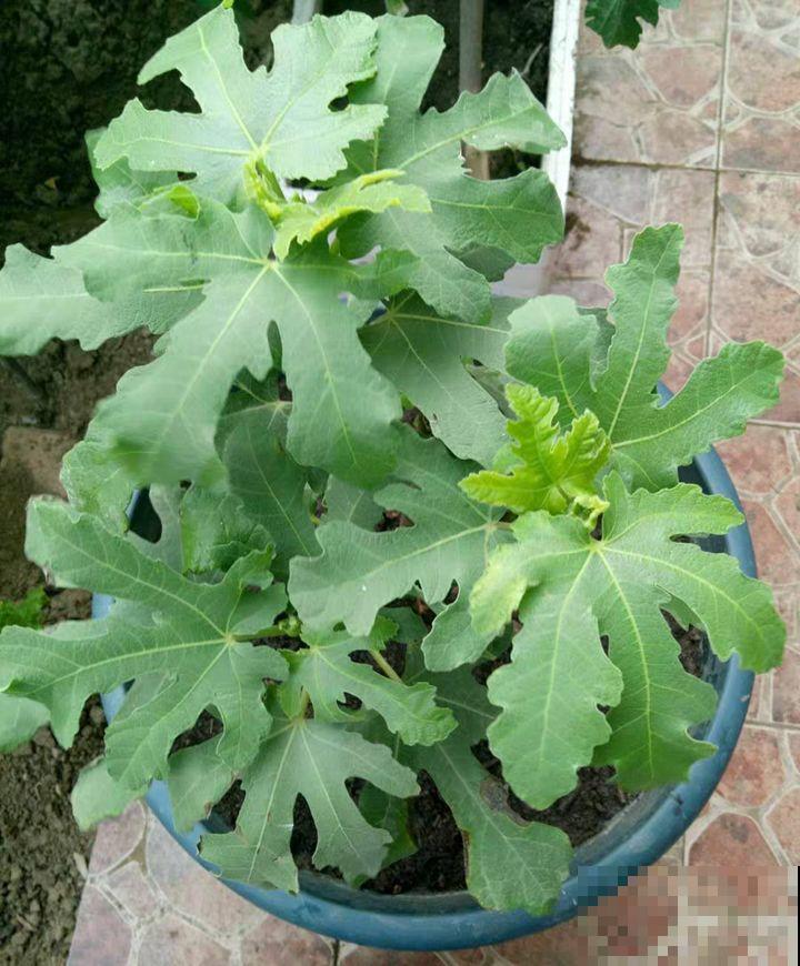 无花果种盆里，1根枝结20个果，吃一茬长一茬！