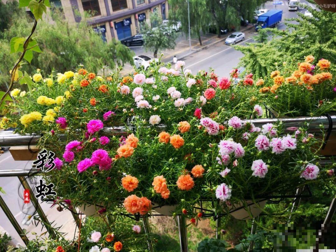 这花长得像大虾，看着就很有食欲，可在东北人这都是“苞米”！