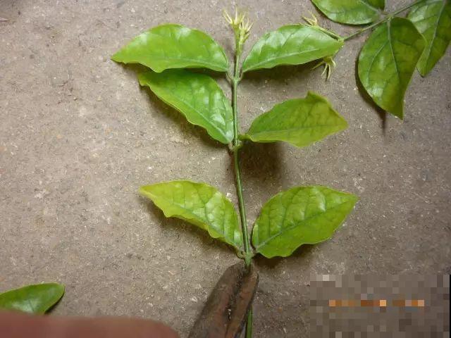 这花剪一茬开一茬，越晒花越多，整个夏天屋里都是香香的！