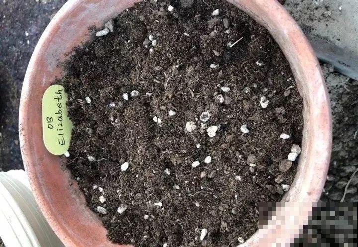 这花埋土里，不用剪就开爆，来年挖出来种球数翻10倍！