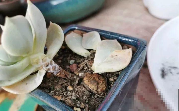 多肉养护大总结，这7点学会了，啥肉都能养得活！