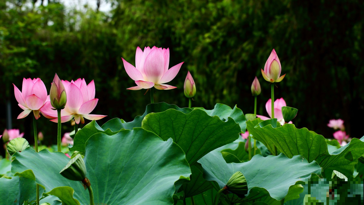 这花从小看到大，每年夏天都在开，阳台花园怎能少了它！