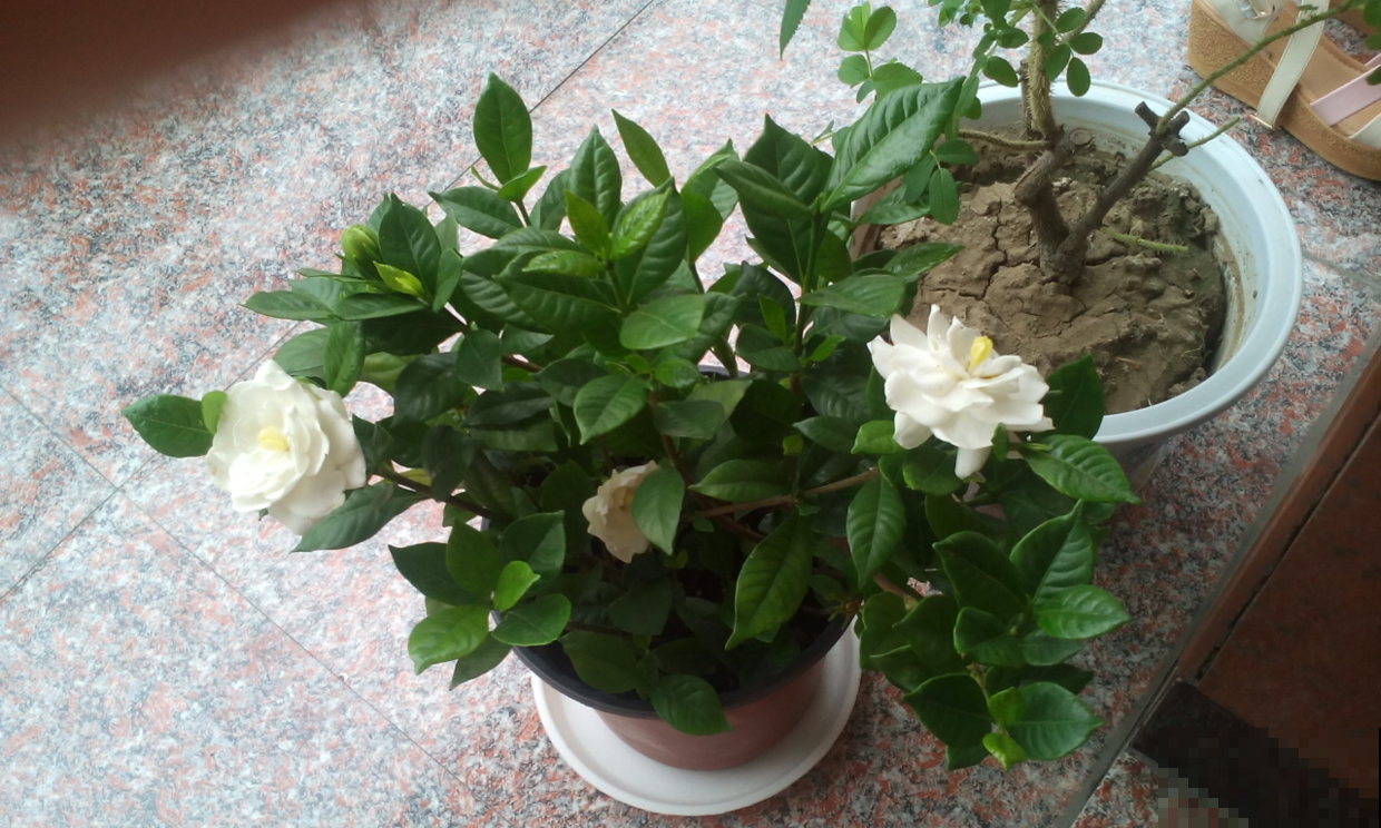 栀子花浇点这种水，叶子不黄还窜叶，比买得营养液还好使！