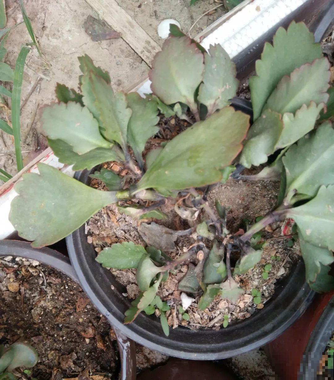 30种常见花的夏季浇水方法，告别烂根黄叶，养花无忧！