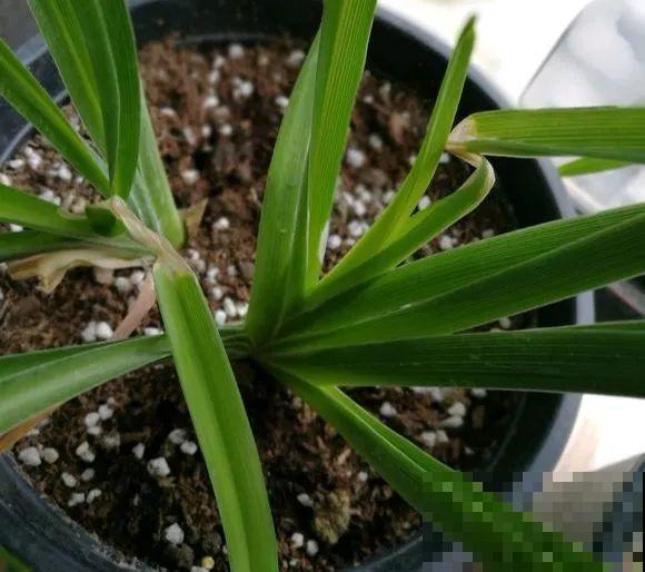 扔在门口的“韭菜”，竟然开出小百合，这花也太低调了！