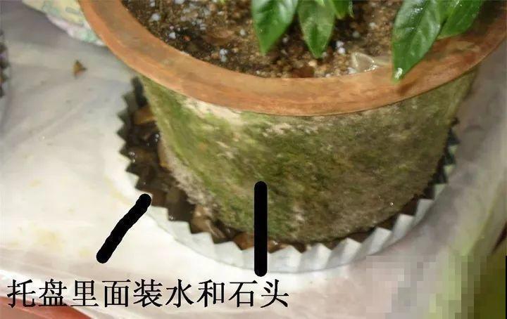 最难养2种的花，盆底垫上它，叶子油亮狂冒花苞！