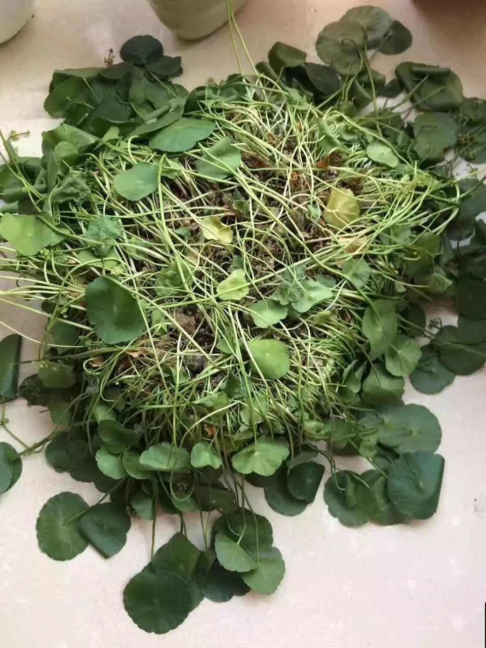 30种常见花的夏季浇水方法，告别烂根黄叶，养花无忧！