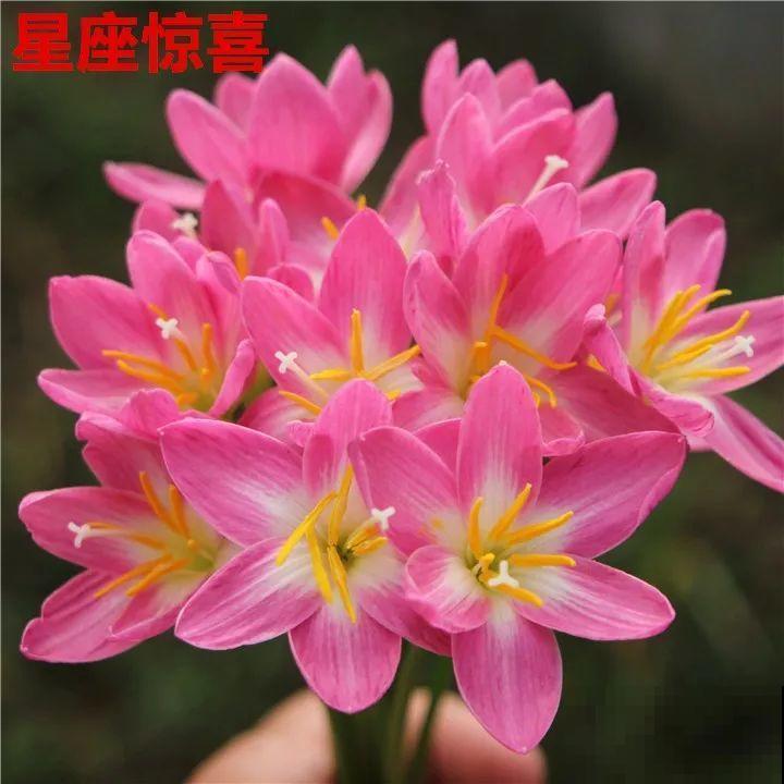 死不了的花，5年生了10麻袋，大铲车挖了一天！