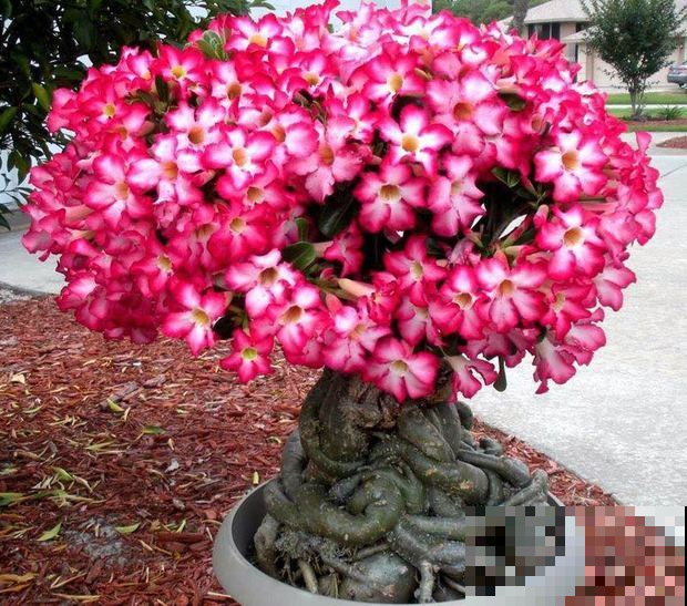 夏天养花就养它，一养10多年，茬茬都开花！