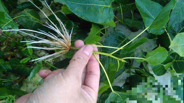 路边捡根不起眼的树枝，剁碎泡水灌花盆里，再蔫的花也能焕发青春