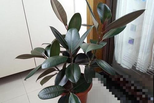 没时间养花？还是养盆耐旱的吧，半月不管还能窜新叶！