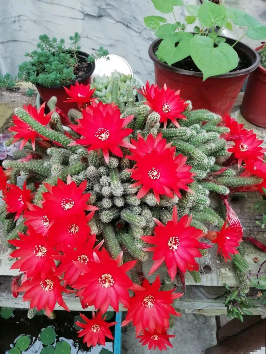 她家花盆里爬满了毛毛虫，越晒越开花，比月季还好看！