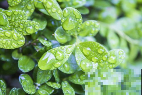这几种花就爱淋雨，一下雨赶紧扔外边，一盆盆比大白菜长得还快！