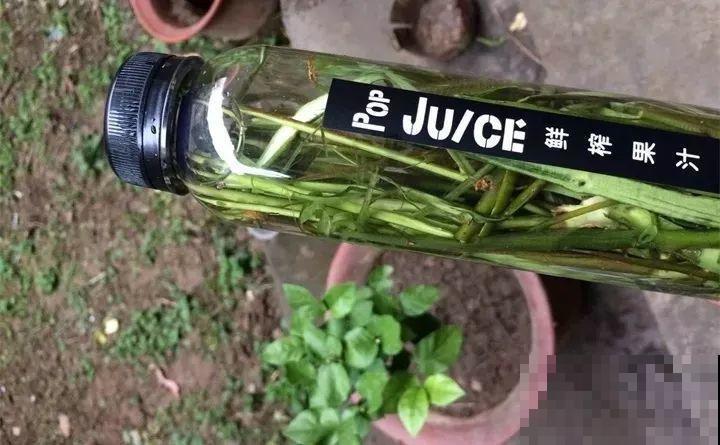 给花浇点它，新芽直冒挡不住，只能换大盆了！