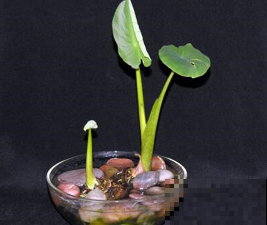 滴水观音好看但有毒，没关系，养盆它就够了！