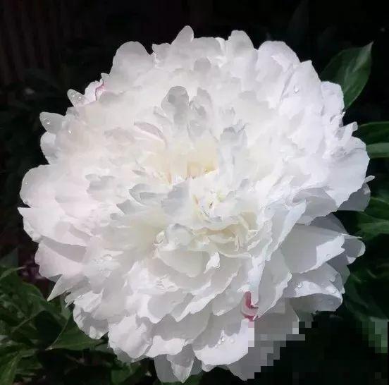 这种吉祥富贵花，秋天都要抢着养，错过再等一年！