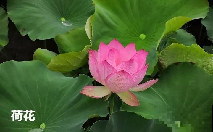10种以假乱真的花，买花时睁大眼，免得被骗！