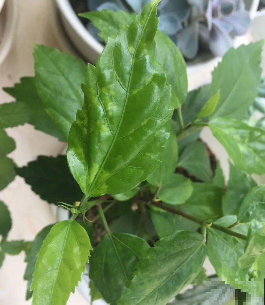 夏天养花黄叶子？赶紧剪一下，10天叶片绿的直滴油！