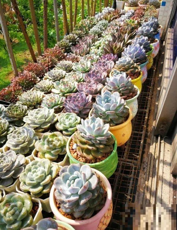 前有暴雨、后有台风，多肉泡水还有救不？