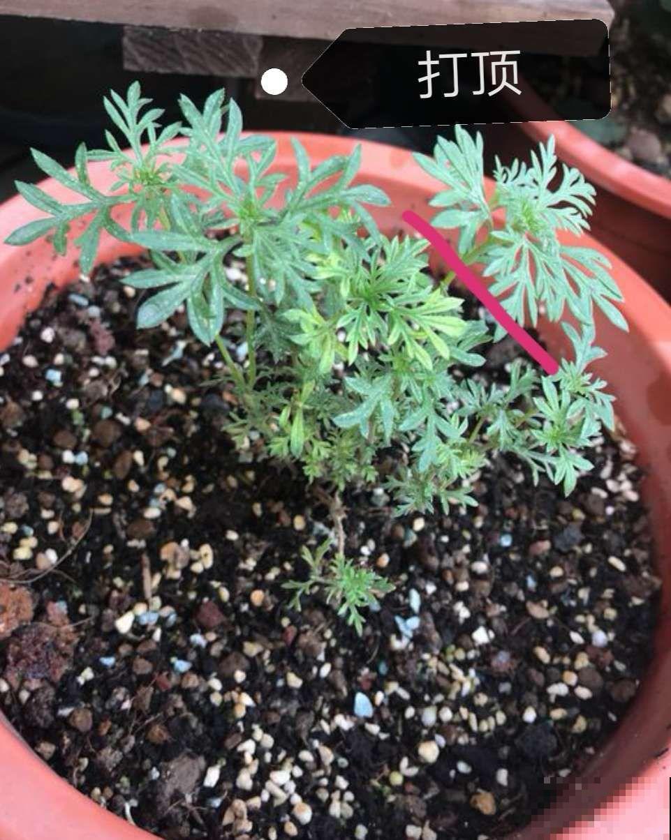 这花一年能开7个月，三伏天也挡不住爆盆，美翻了！