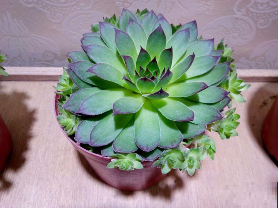 盆里的观音莲，长出一大圈，长得已经塞不下了！