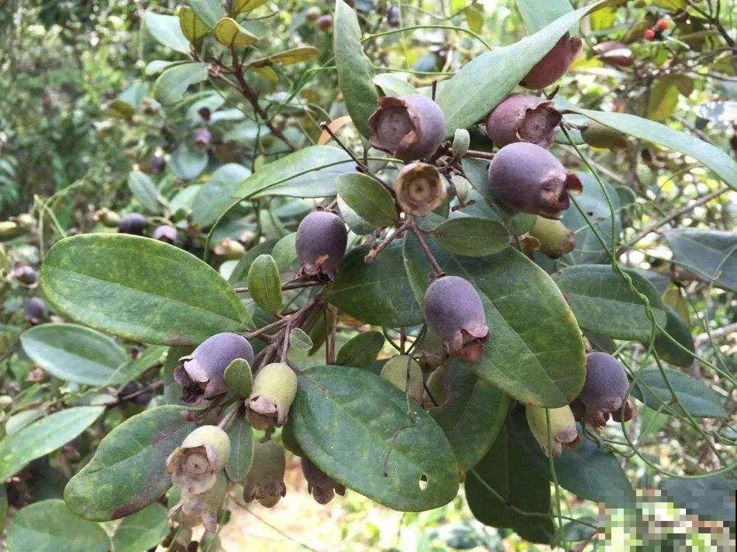这5种野果，是小时候的“零食”，农村长大的全都吃过！