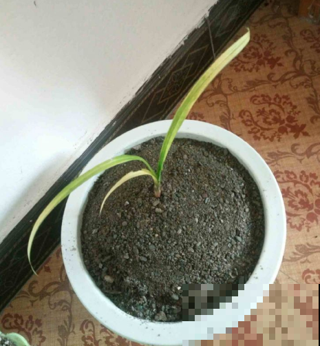盆面都铺啥？这5种可是宝贝，专门护着兰花长个！