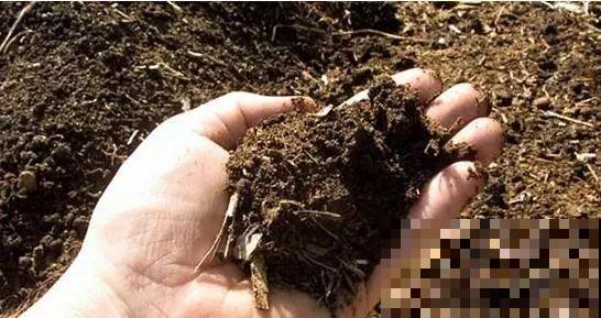 能爬10米高的花，夏天变成绿瀑布，看着就凉快！