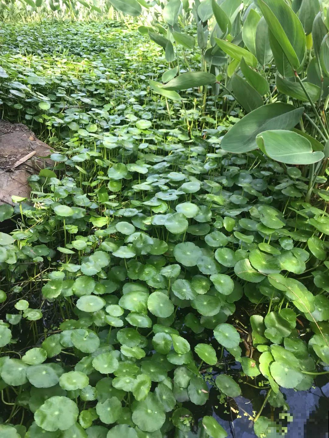 养花就要接地气，靠天吃饭不用管，开始疯长刹不住闸！