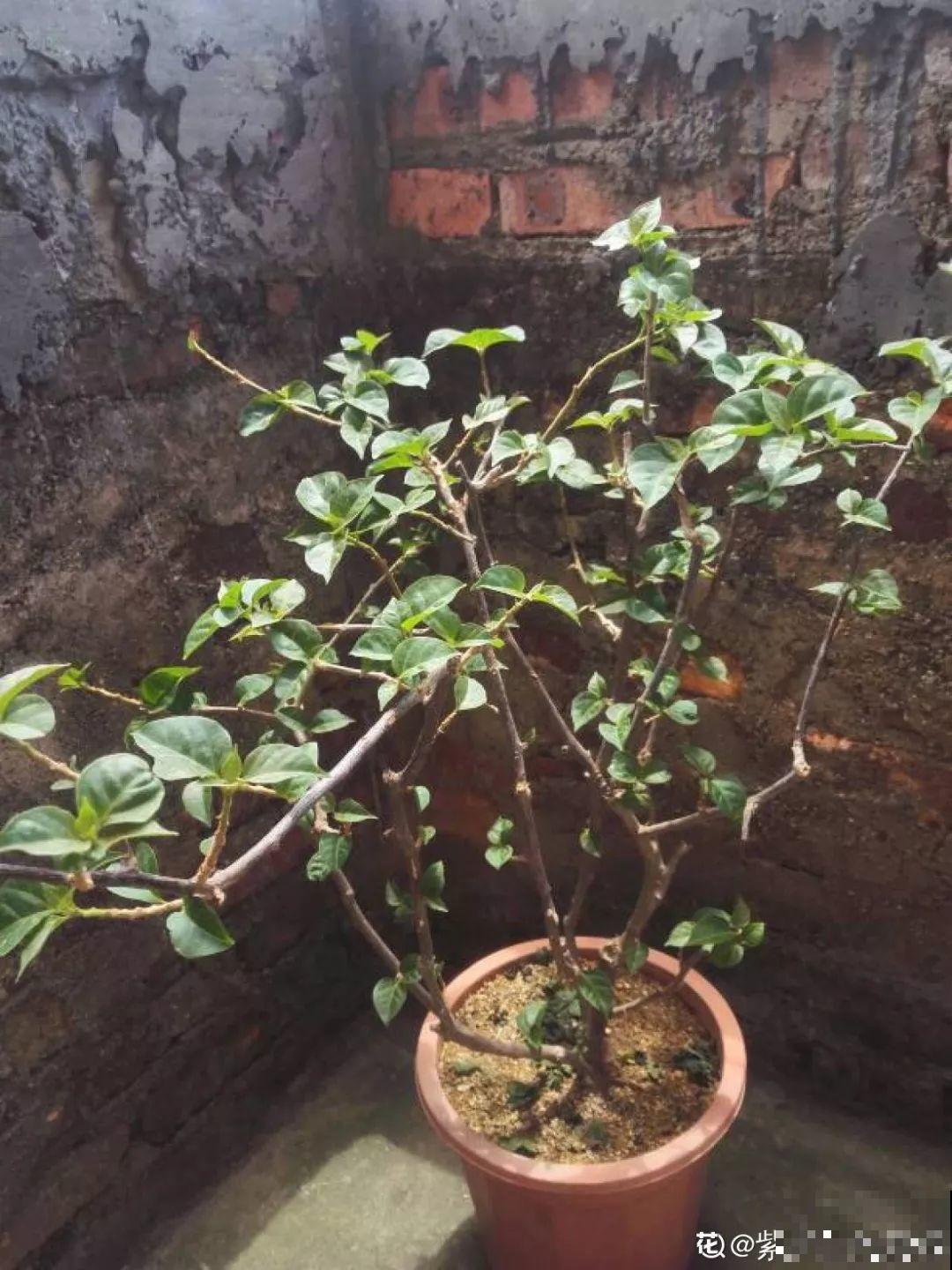 这3种花越是虐待越是长得好，新手也能养！