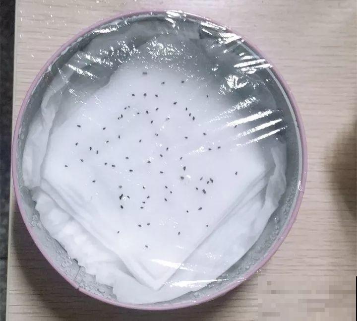 养花不生根？赶紧塞团卫生纸，大白根蹭蹭冒！