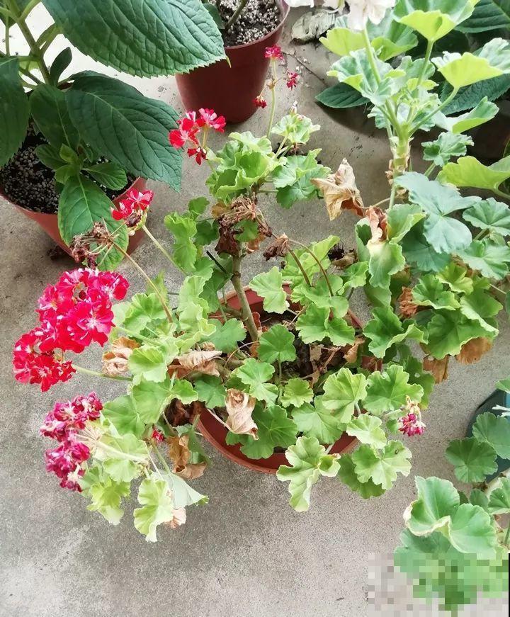 8月养花，头等大事就是修剪，剪的及时，明年坐等爆花！