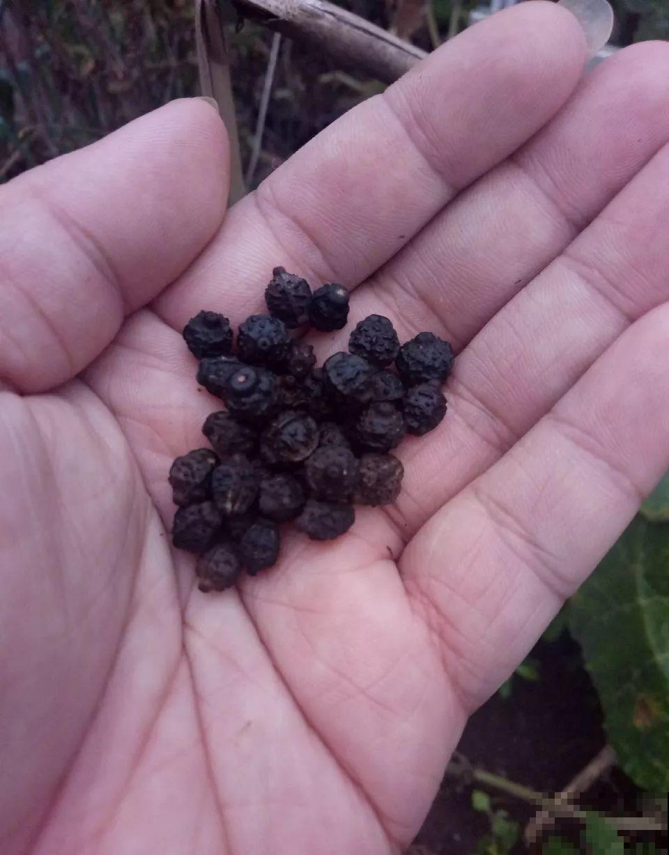 这花开得像是小风铃，一串接一串，好养好看，年年还能结种子！