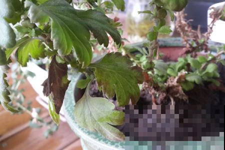 菊花咋突然黄叶一大片？要是不赶紧做这事，秋天别想赏菊！