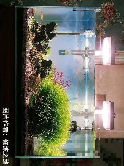 夏天就得养它，扔水里长一缸，7天美成一幅画！