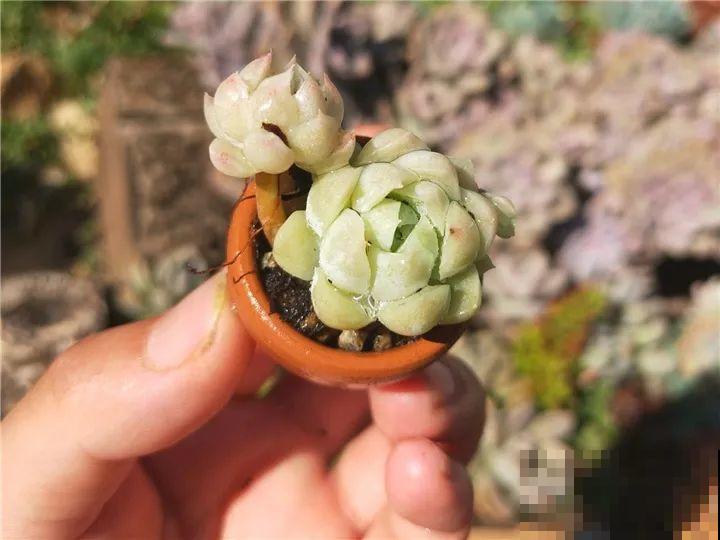 爸妈不在家，我在院子里疯狂种多肉，年年回家吓一跳！