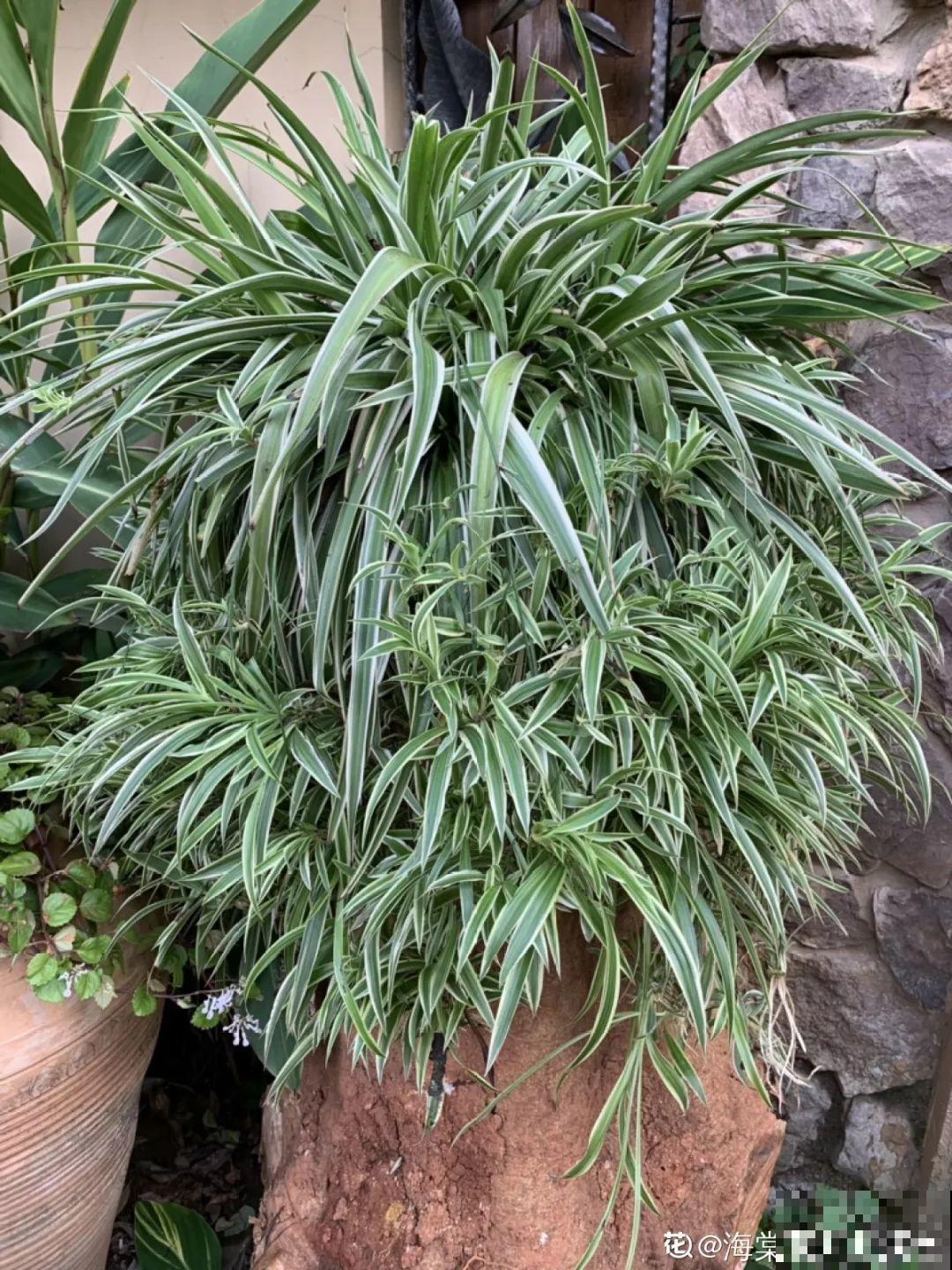 这花特耐阴，晾衣杆上挂起来养，越养越爆盆！