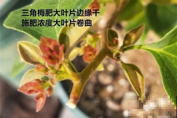 9月快上壮花肥，10天撒一把，新芽蹭蹭往外长！