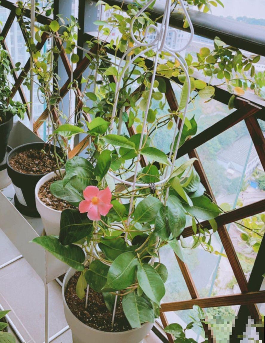院子没有，自己动手改造一下小露台，花园梦还是可以实现的！