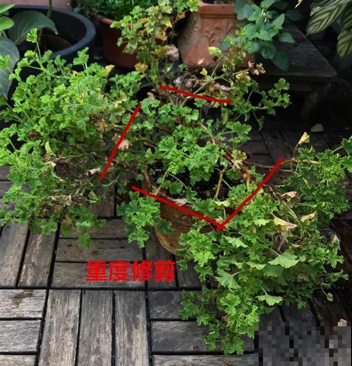 8月养花，头等大事就是修剪，剪的及时，明年坐等爆花！