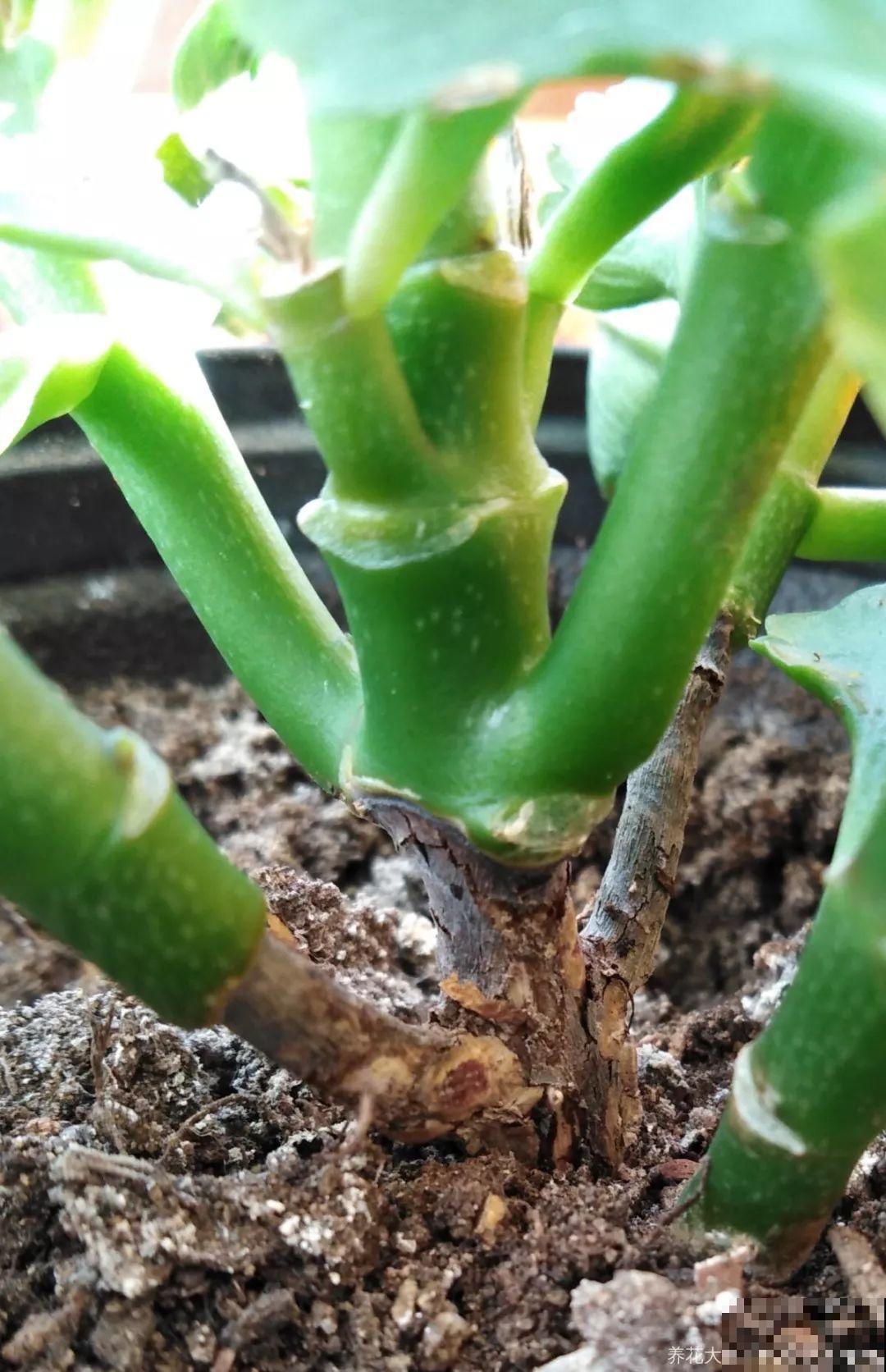 这12种花，夏天直接扔水里，蹭蹭长个开花拦不住！