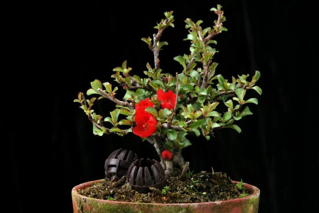 公认难养的花，他花10年时间养成盆景，价值翻倍！