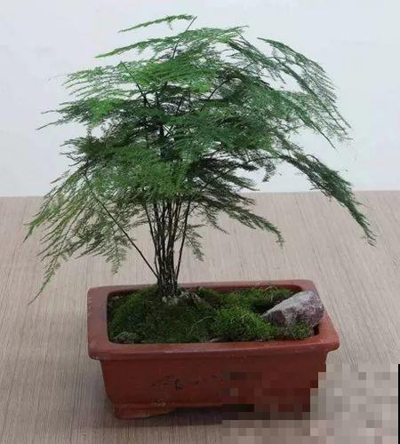 能爬10米高的花，夏天变成绿瀑布，看着就凉快！