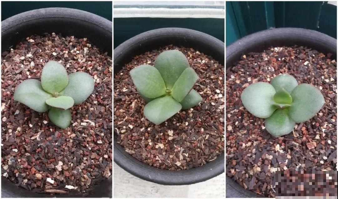 10种花扦插技巧，没事的时候插两盆，多到阳台都放不开！