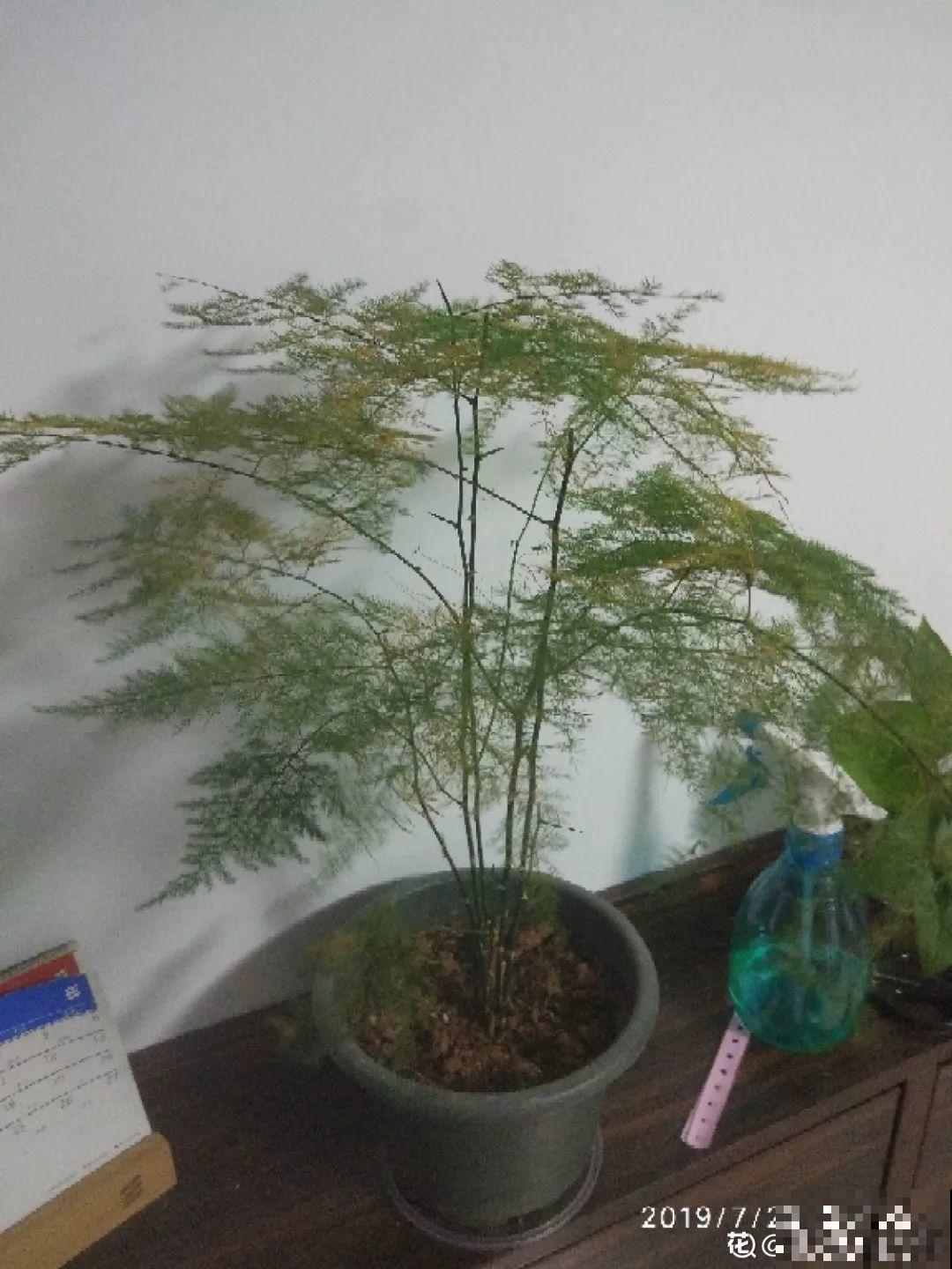30种常见花的夏季浇水方法，告别烂根黄叶，养花无忧！