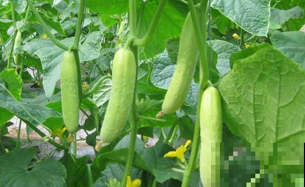 黄瓜收获太兴奋，结果一尝全是苦的？全赖这原因！