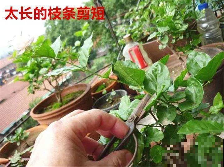 8月养花，头等大事就是修剪，剪的及时，明年坐等爆花！