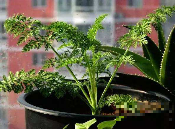 爱吃胡萝卜的注意了，现在是播种最佳时机，错过了又要等明年！