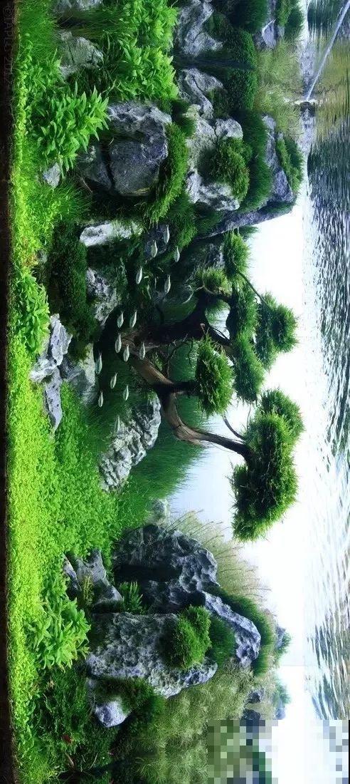 夏天就得养它，扔水里长一缸，7天美成一幅画！